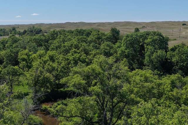 creek treetops.jpg